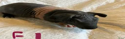 Guinea Pig rodents for sale: Skinny pig pups. Boys and girls  - Advert 15