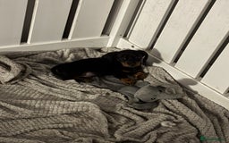 Dachshund dogs for sale: Dachshund girl pup - Image 3