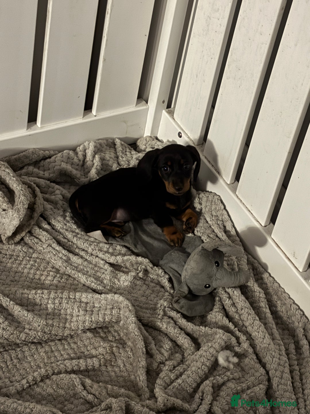 Dachshund dogs for sale: Dachshund girl pup - Image 3