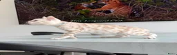 Bengal cats for sale: Stunning Snow Mink and Sepia TICA Pedigree Bengals - Advert 17
