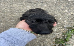 Jackapoo dogs for sale: Beautiful female jackapoo  - Advert 4