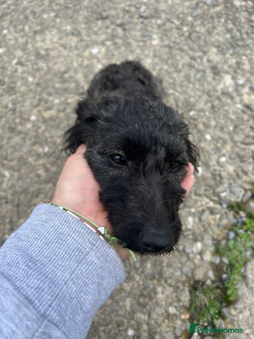 Jackapoo dogs for sale: Beautiful female jackapoo  - Advert 4