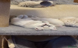 Ragdoll cats for sale: 5 Pure Ragdoll Kittens (7 Weeks Old) in Camborne - Image 2