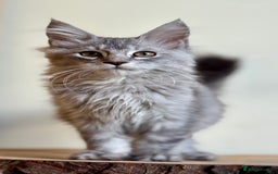 Maine Coon cats for sale: Beautiful pure bread maine coon kittens  - Image 36