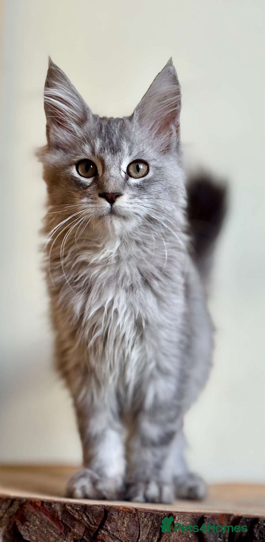 Maine Coon cats for sale: Beautiful pure bread maine coon kittens  - Image 36
