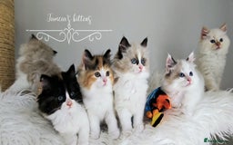 Ragdoll cats for sale: BEAUTIFUL CROSS RAGDOLL/PERSIAN 😻😻😻😻 - Image 1