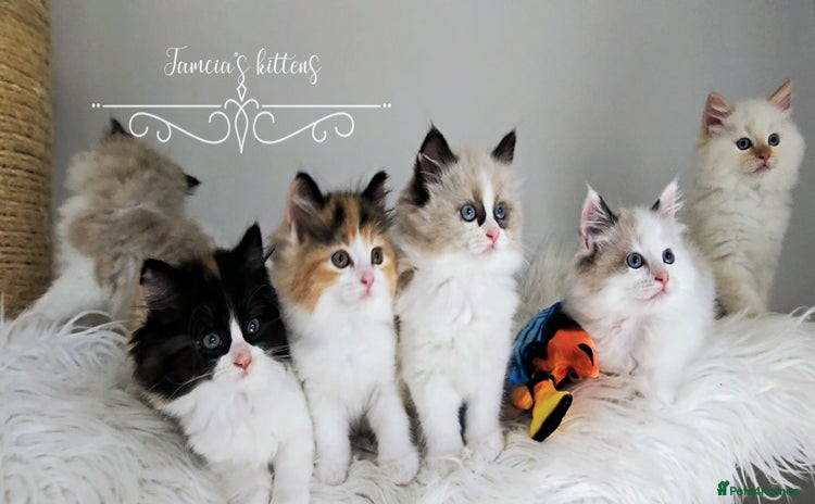 Ragdoll cats - Advert 4