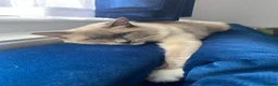 Ragdoll cats for sale: 3 kittens, 5 weeks old - Advert 14