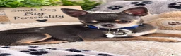 Chihuahua dogs for stud: BAILEY — PROVEN CHIHUAHUA STUD - Advert 2