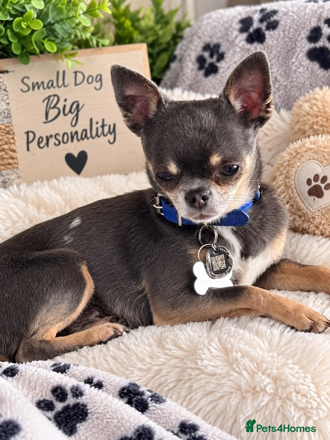 Chihuahua dogs for stud: BAILEY — PROVEN CHIHUAHUA STUD - Advert 2