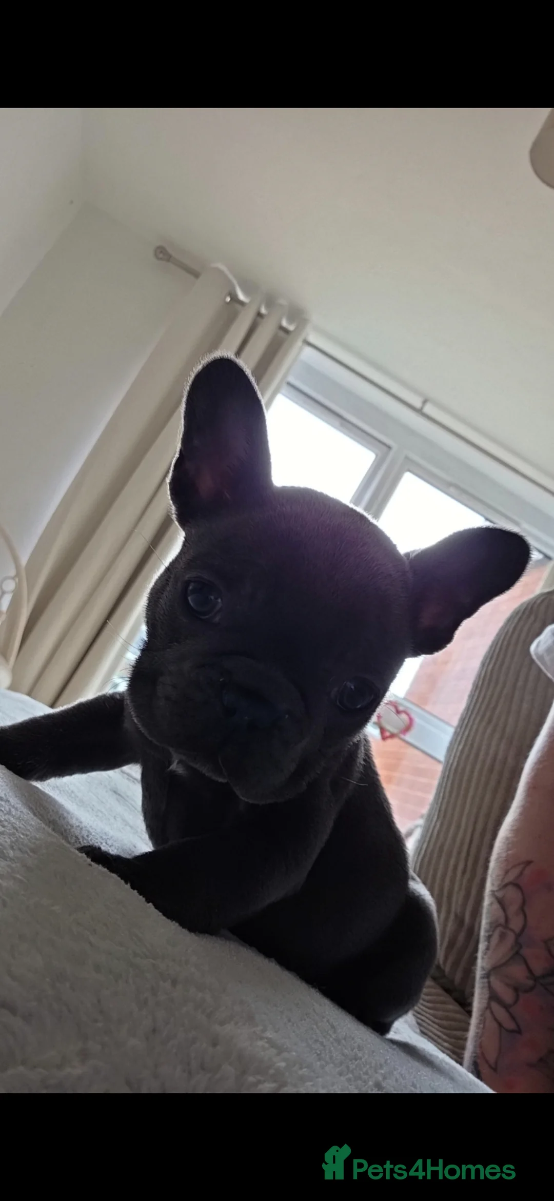 French Bulldog dogs for sale: French bulldog puppy - Advert 5