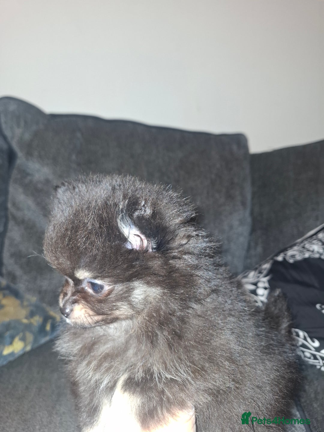 Pomeranian dogs for sale: Ready to leave last blk & tan & wlf sable boy - Advert 11