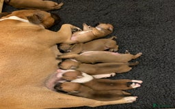 Staffordshire Bull Terrier dogs for sale: Stunning Red Staffy puppies KC top bloodlines - Image 31