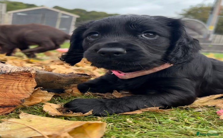 Cocker Spaniel dogs - Advert 11