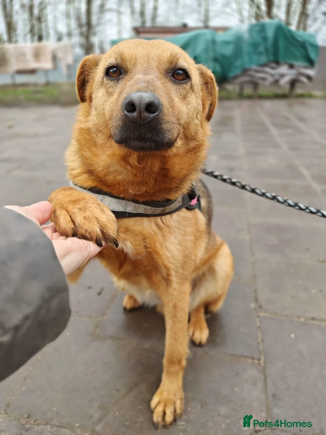 Mixed Breed dogs for adoption: ❤️VARYA-SHE’S READY FOR LIFE… STILL UNSEEN❤️  in Oxford - Advert 1