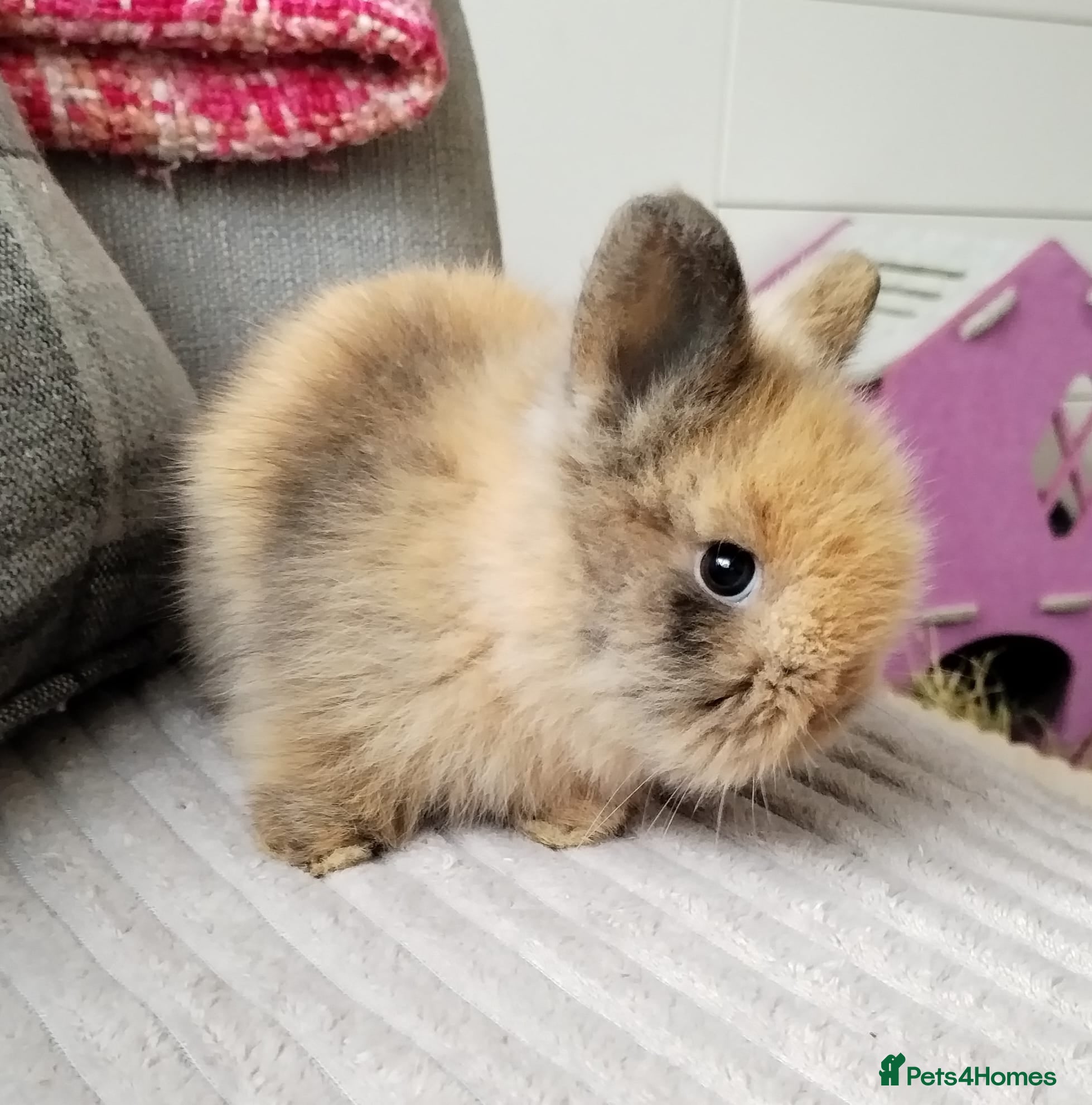 Lionhead rabbits Pure Breed Double Mained Lionhead - Advert 6