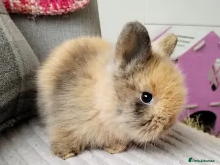 Lionhead rabbits Pure Breed Double Mained Lionhead - Advert 6