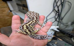 Leopard Gecko reptiles for sale: High end leopard geckos and red ackie monitor  - Image 11