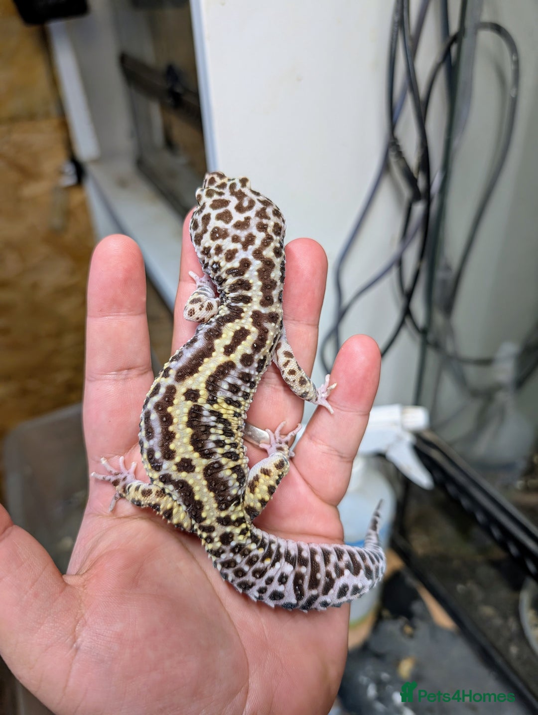 Leopard Gecko reptiles for sale: High end leopard geckos and red ackie monitor  - Image 11