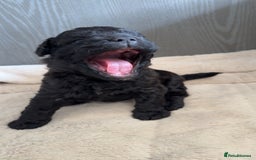 Mixed Breed dogs for sale: French Bulldog X Toy Poodle - Image 8