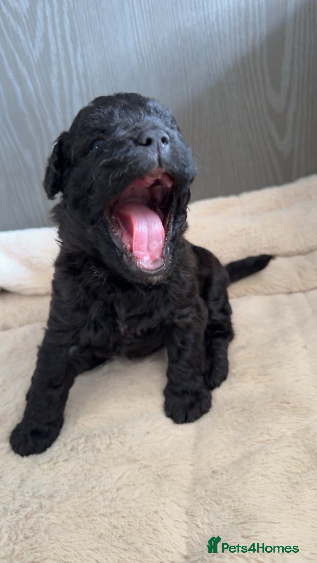 Mixed Breed dogs for sale: French Bulldog X Toy Poodle - Image 8