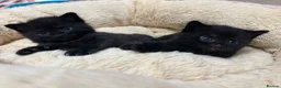 British Shorthair cats for sale: 🐾Beautiful Black British Shorthair Cross Kittens in Letchworth Garden City - Advert 32