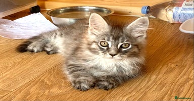 Maine Coon cats - Advert 13