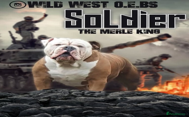 Olde English Bulldogge dogs - Advert 2