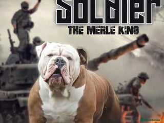 Olde English Bulldogge dogs for stud - Advert 1