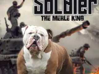 Olde English Bulldogge dogs Olde English bulldogge stud - Advert 3