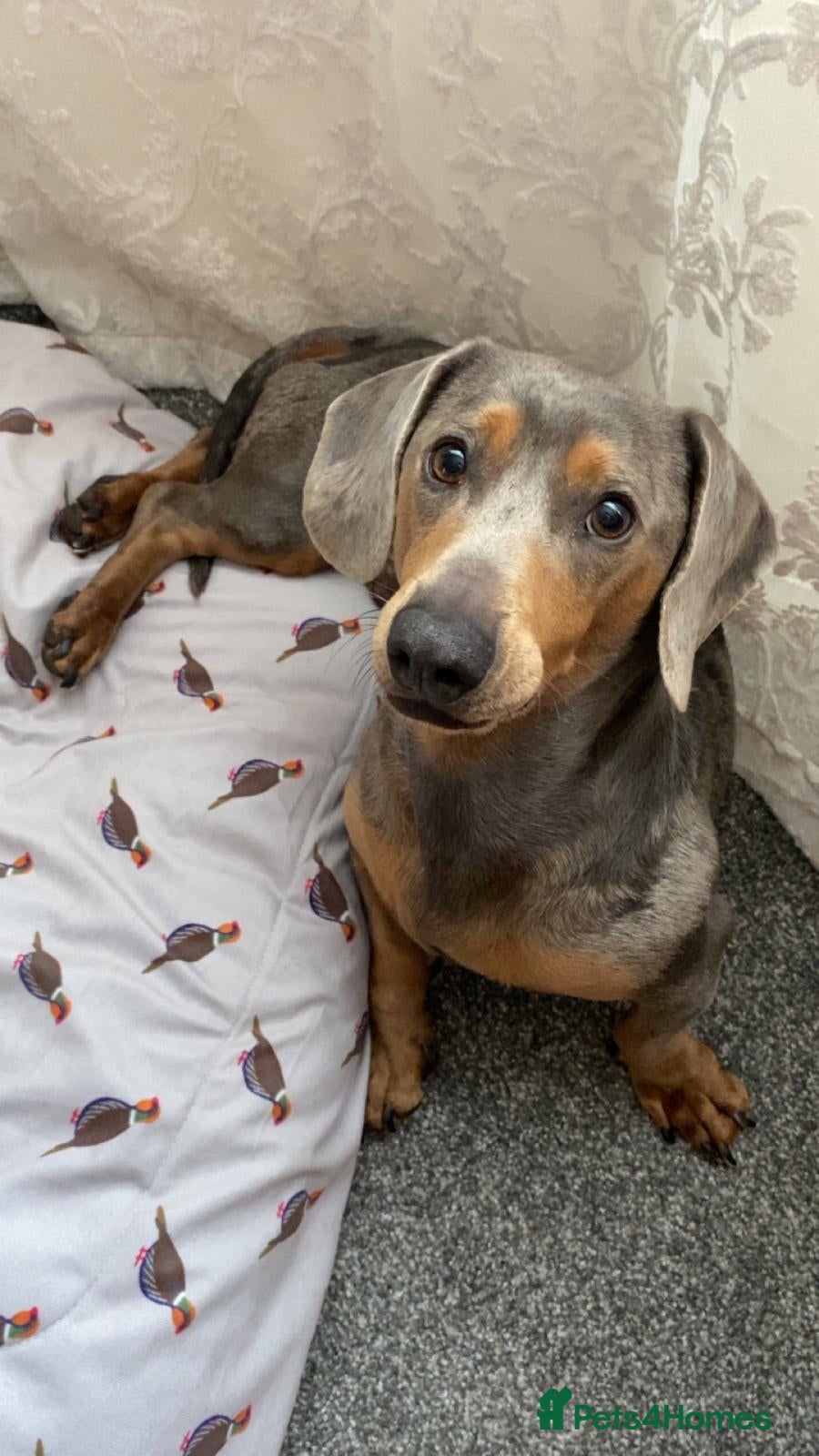Dachshund dogs 5 year old male dachshund  - Advert 1