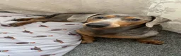 Dachshund dogs for sale: 5 year old male dachshund  in Banbury - Advert 1
