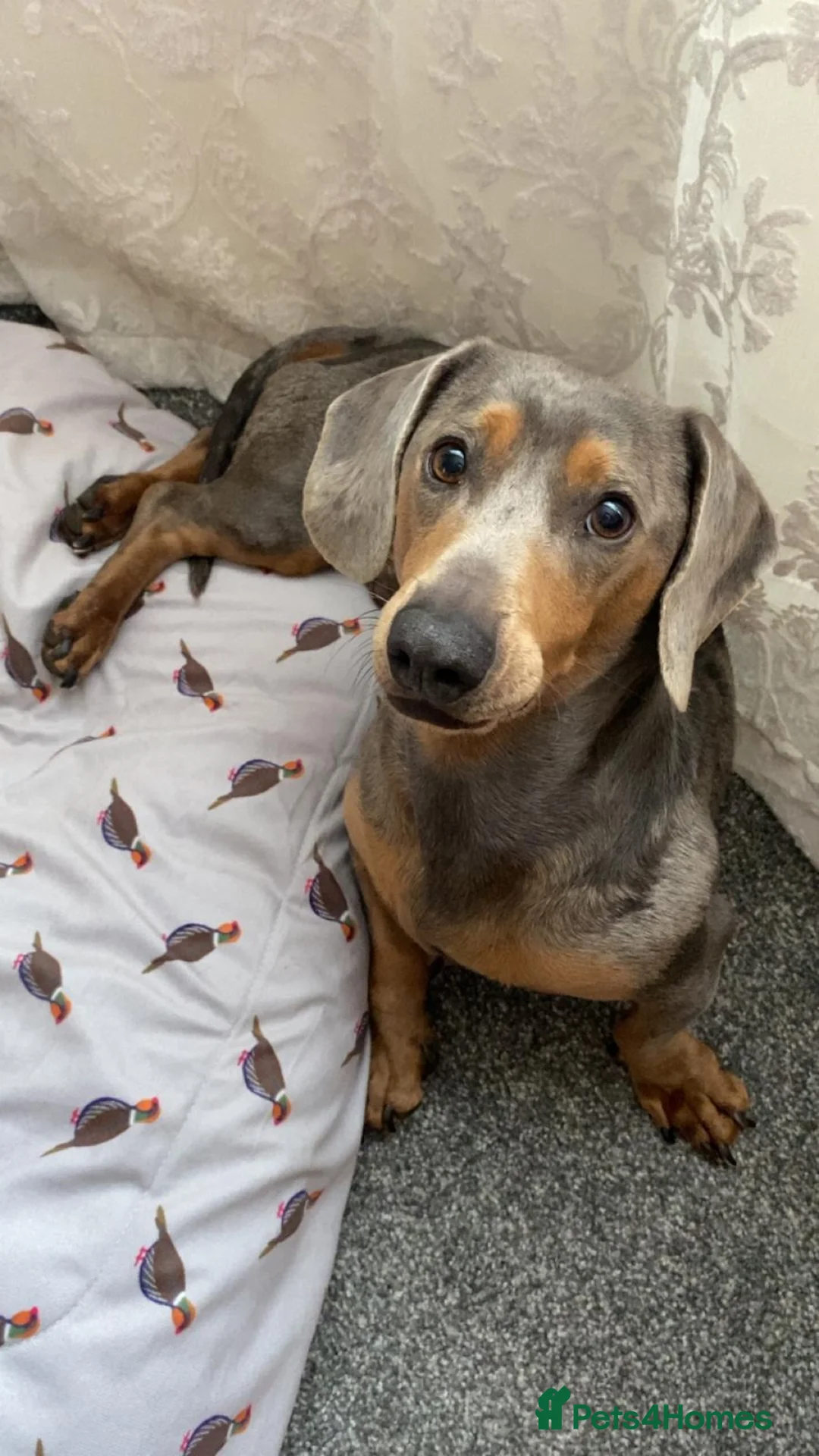 Dachshund dogs for sale: 5 year old male dachshund  in Banbury - Advert 1