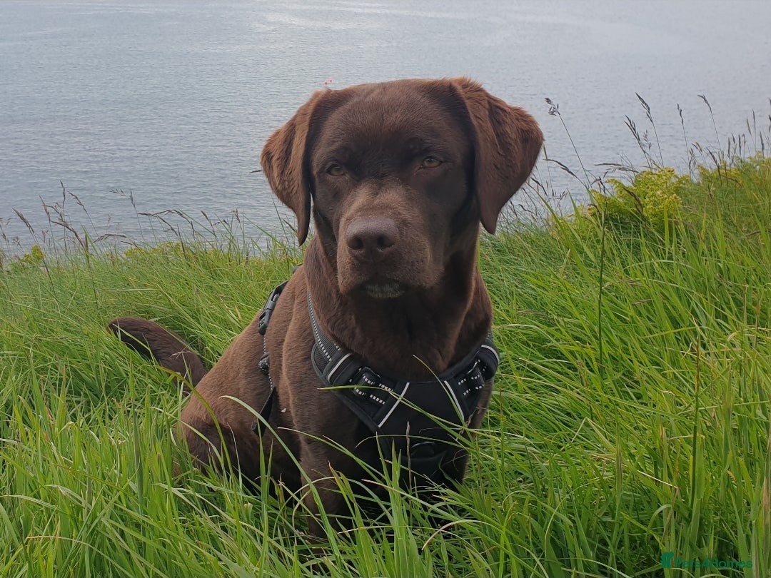 Labrador Retriever dogs for sale: Chocolate Labradors by FLASHMOUNT TENOR of TAGABEA - Image 14