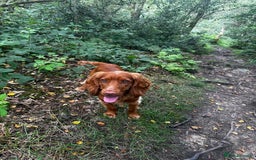 Cocker Spaniel dogs for stud: STUD - Working Cocker Spaniel - Image 17