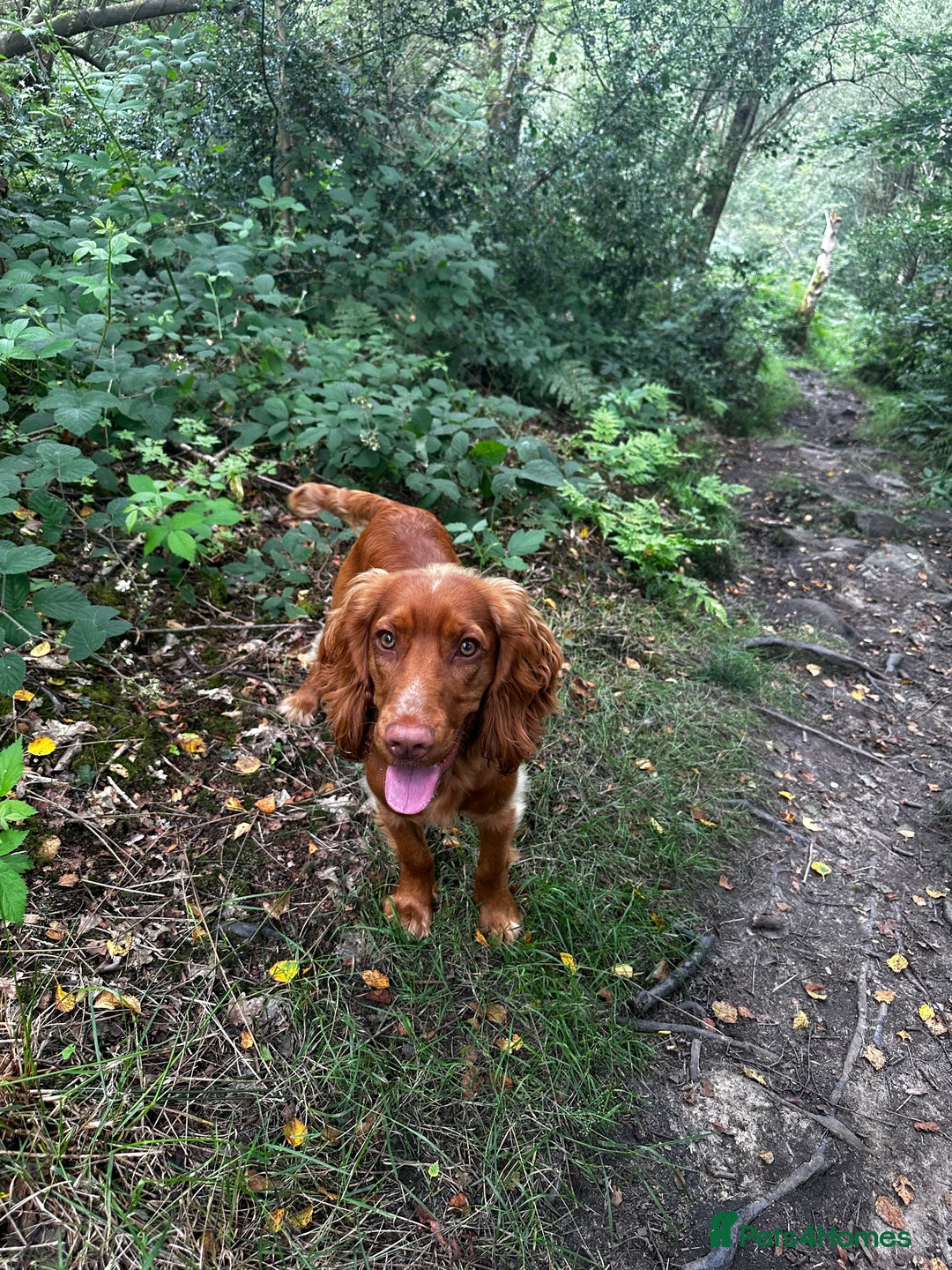 Cocker Spaniel dogs for stud: STUD - Working Cocker Spaniel - Image 17