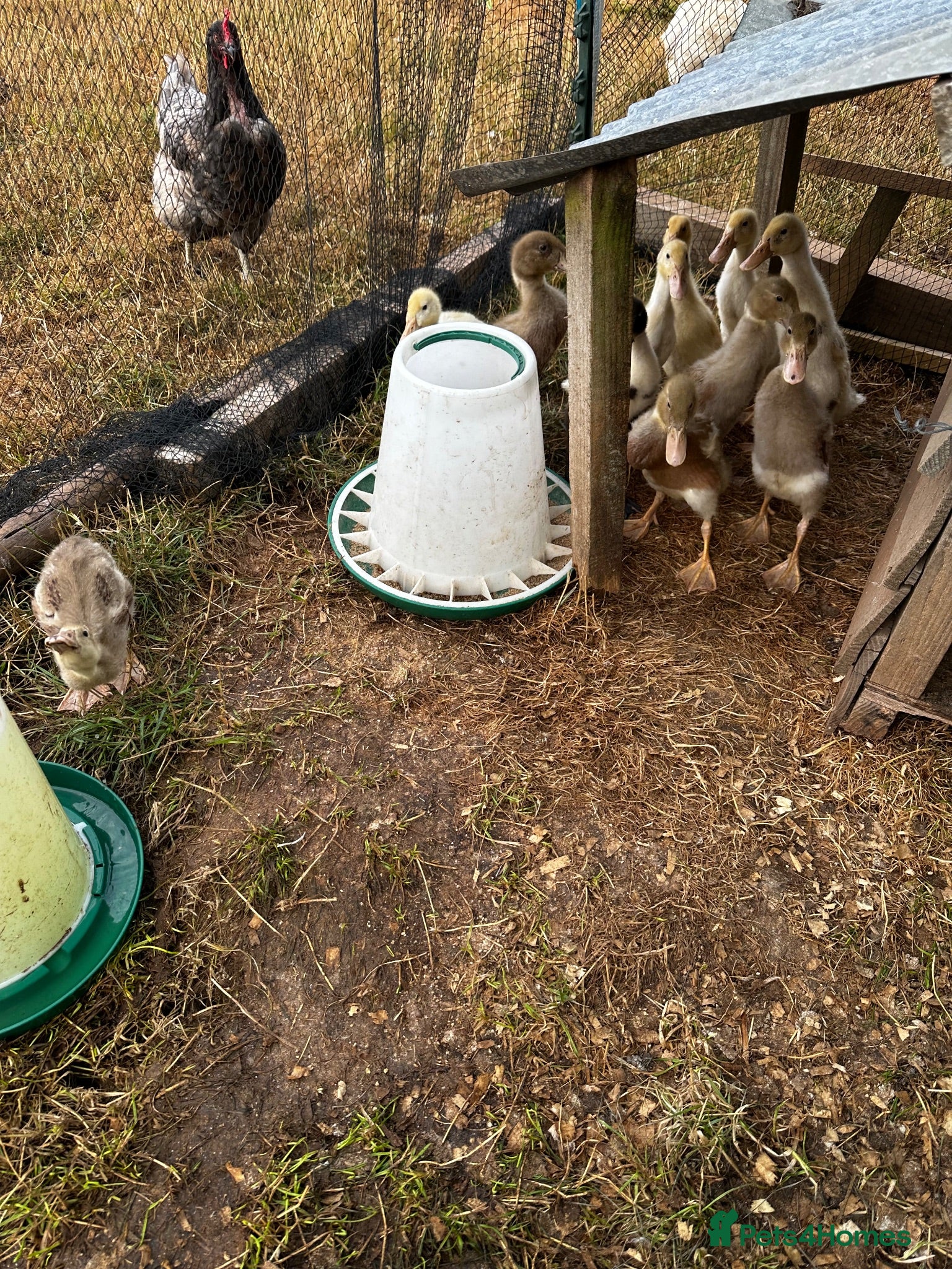 Ducks poultry ***Indian Runner Cross Ducklings*** - Advert 2