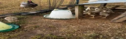 Ducks poultry for sale: ***Indian Runner Cross Ducklings*** in Tiverton - Advert 2