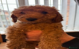 Labradoodle dogs for sale: Gorgeous Red Mini Labradoodles last one - Image 1