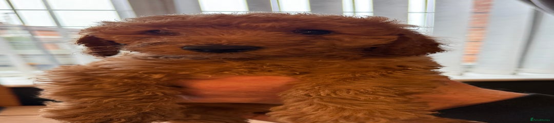 Mini labradoodle girl puppy