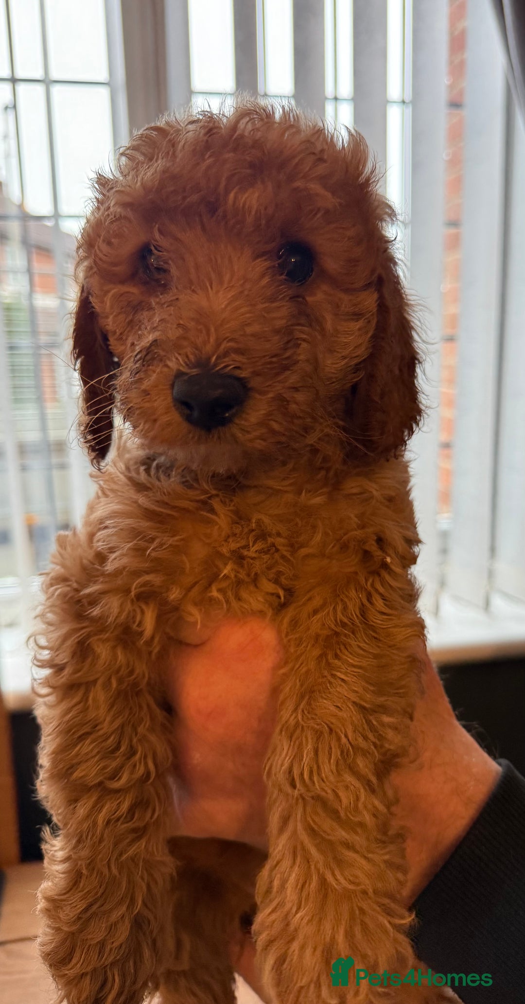Labradoodle dogs for sale: Gorgeous Red Mini Labradoodles last one - Image 1