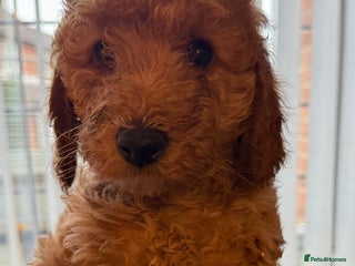 Labradoodle dogs - Advert 21