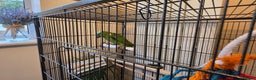 Parrots birds for sale: Yellow Headed Amazon Parrot   - Advert 8