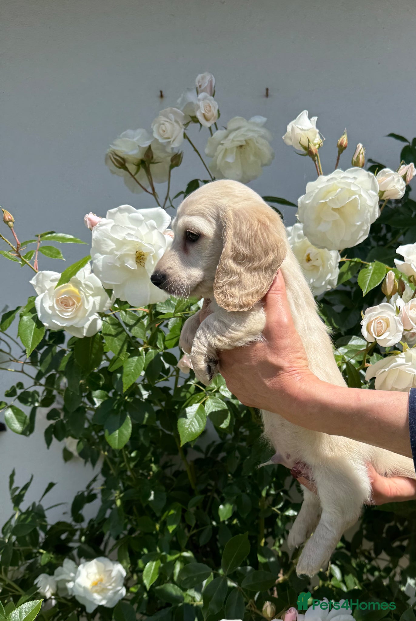Miniature Dachshund dogs KC cream miniature long haired creams - Advert 9