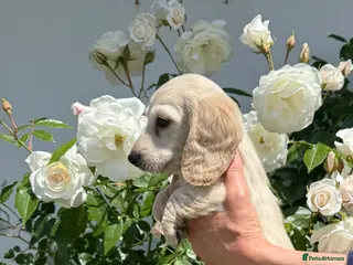 Miniature Dachshund dogs KC cream miniature long haired creams - Advert 9
