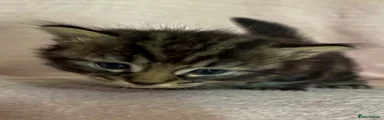 Norwegian Forest Cat 3