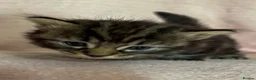 Norwegian Forest Cat cats for sale: Norwegian forest cross kittens for sale - Advert 2