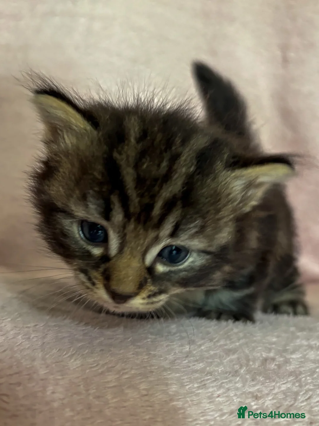 Norwegian Forest Cat cats for sale: Norwegian forest cross kittens for sale - Advert 2
