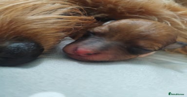 Mixed Breed dogs - Advert 3