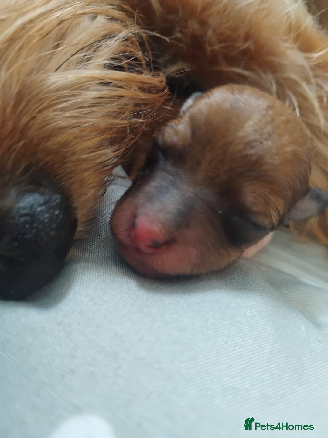 Mixed Breed dogs for sale: Small Yorkshire x Russell pups for sale - Image 3